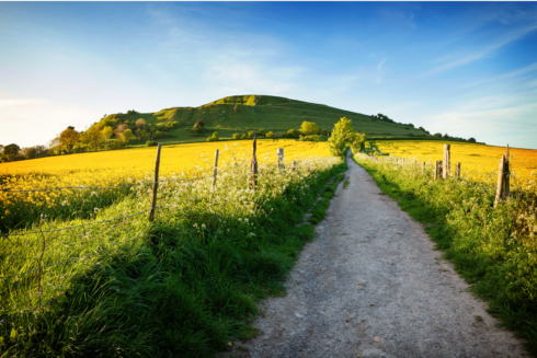 cley-hill-rapseedpng