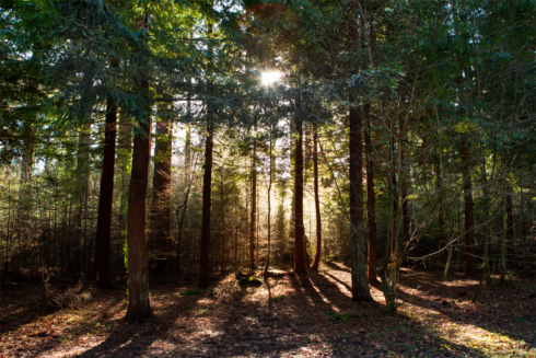 heavens-gate-sun-throughh-trees